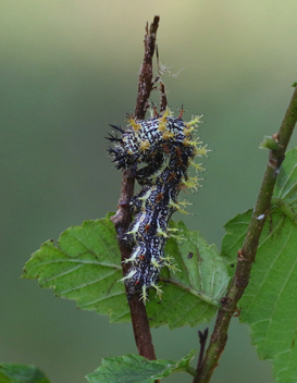 Question Mark caterpillar